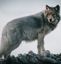 Валентина Анищенко