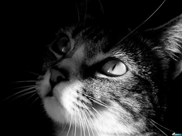 Ольга Гостюшова