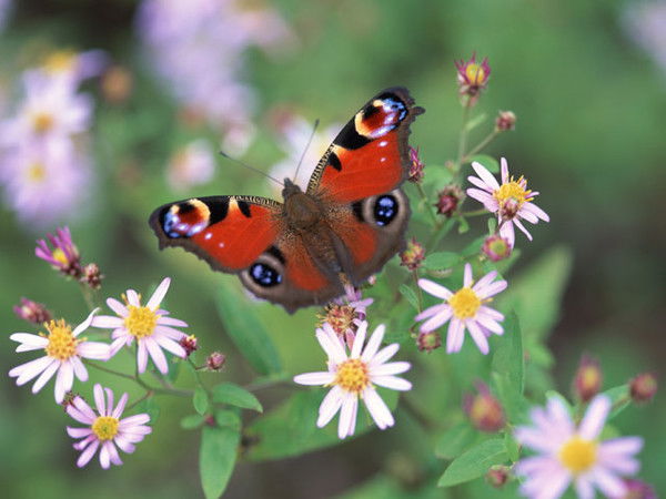 Гульбахор Вахидова