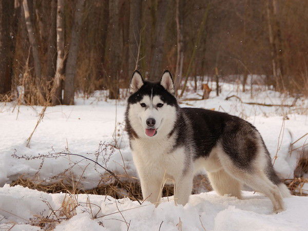 Аида Мужaидова
