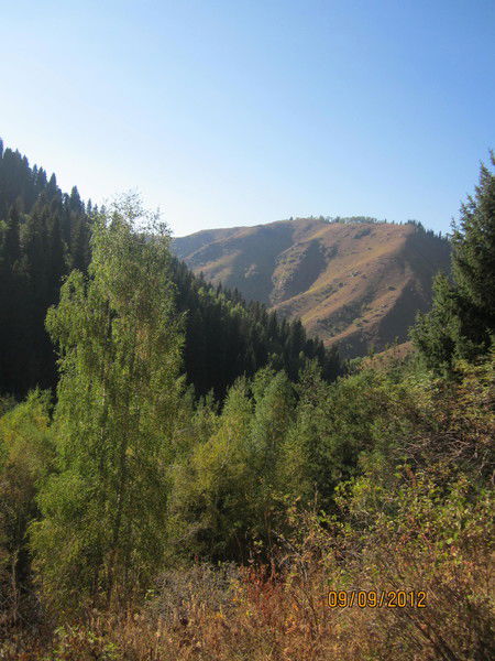 Виктор Пурис