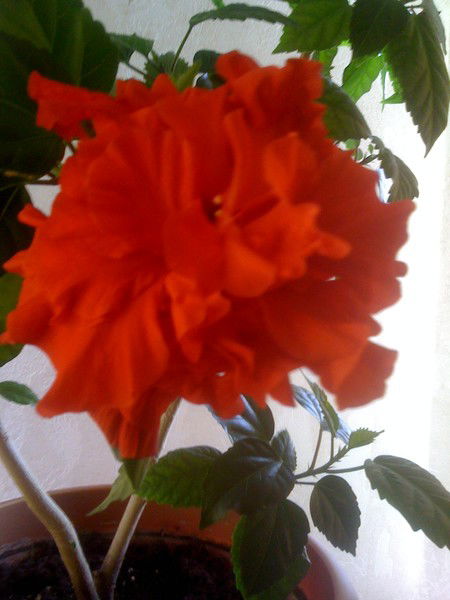 Надежда Бахтынова