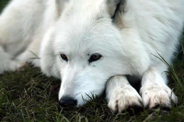 Станислав Есин