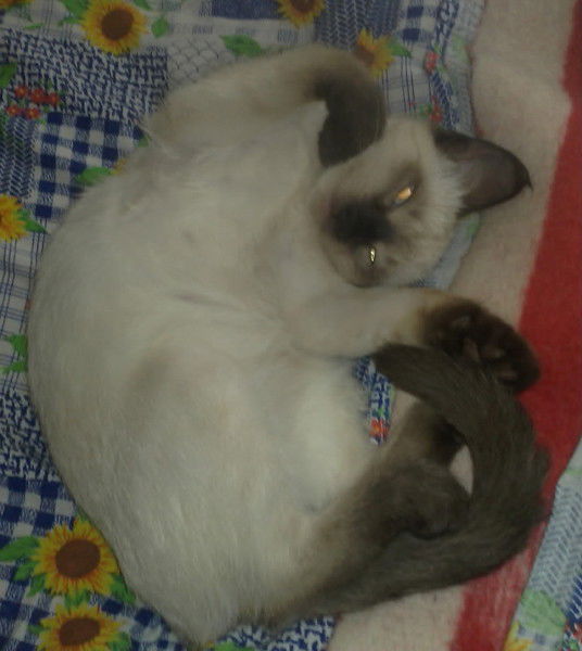 Александр Швецов