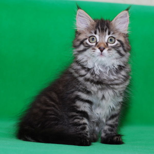 Ольга Митькина