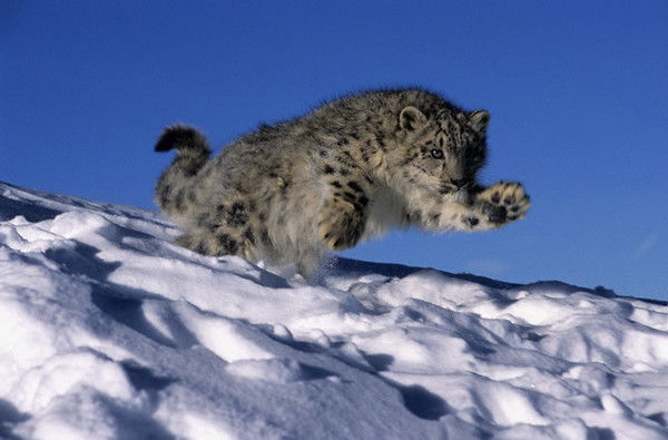 Снежный Барс