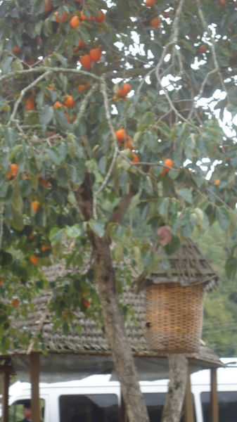 Наталия Прямухина