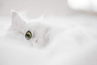 Алёнка Angel Kiss