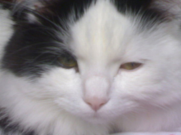 Лянча Лисицына