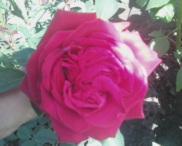 Арина Вахнина