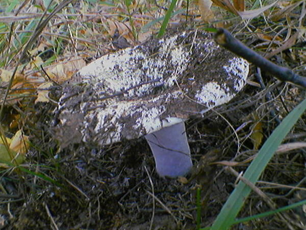 Валерий Томилов