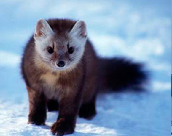 Ирина Соболева