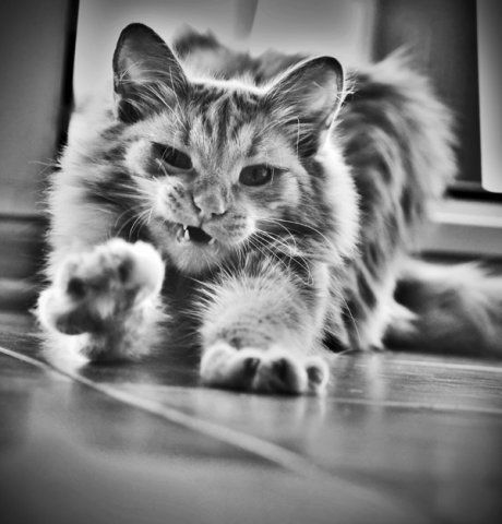 Игорь Кириченко