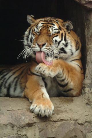 Татьяна Козина