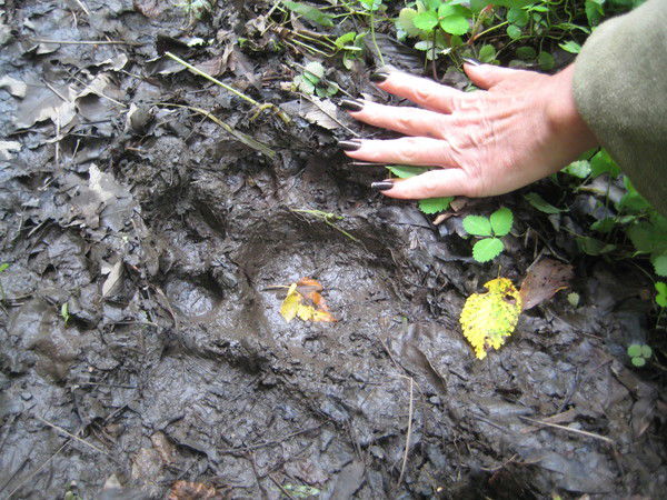 Игорь Пухарев