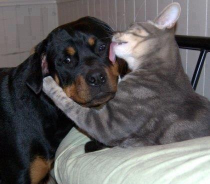 Валерий Кривенко