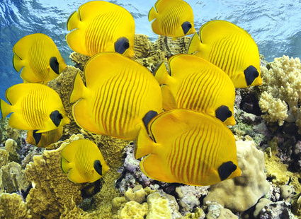 Елена Обоева