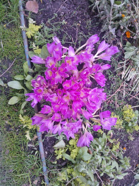 Л. Г. Дергунова