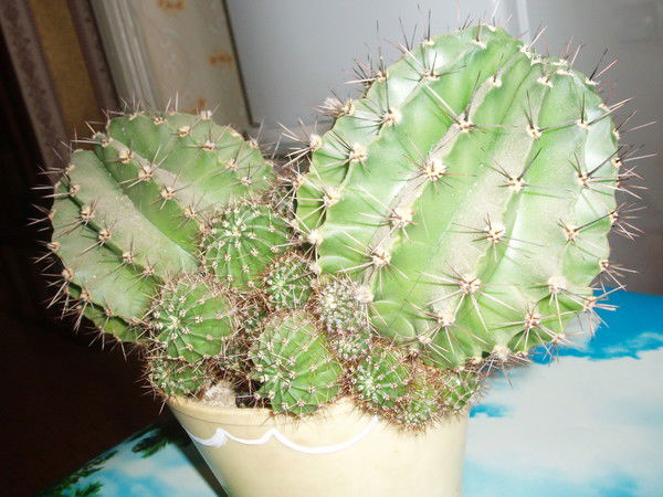 Галина Галюк