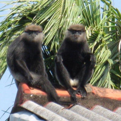 Мария Сафонова