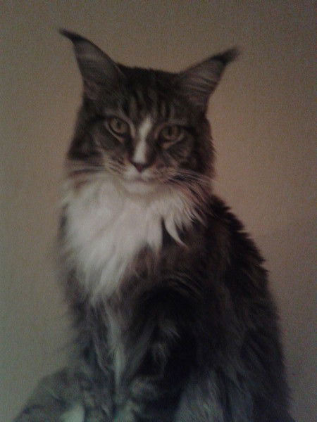 Ольга Шаталова