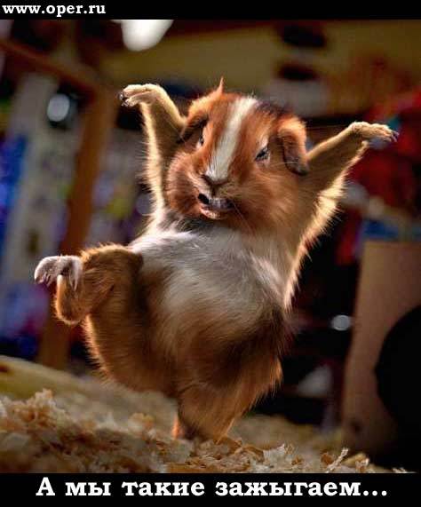 Елена Орехова