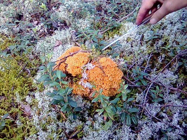 Сергей Листак