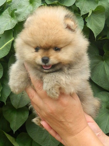 Нелли Питомник