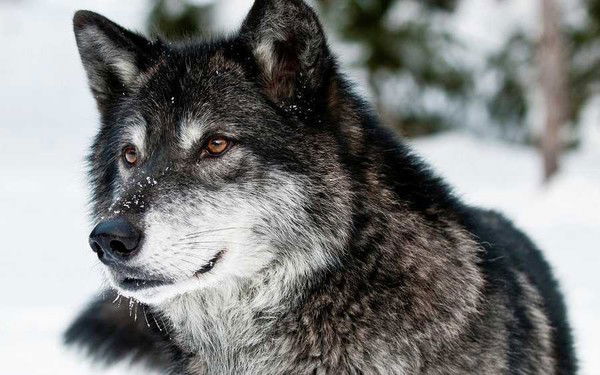 Антон Пекунов