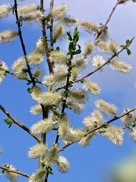 Рыста Уалиман