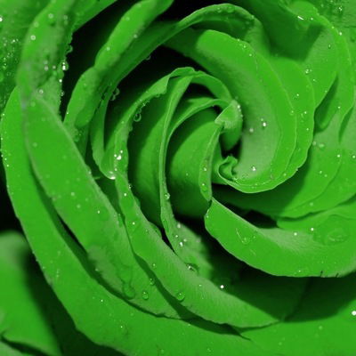 Светлана Попова