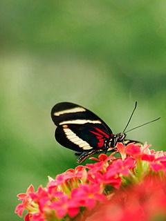 Анна Климова