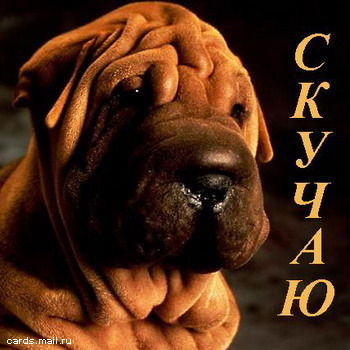 Михаил Конюхневич