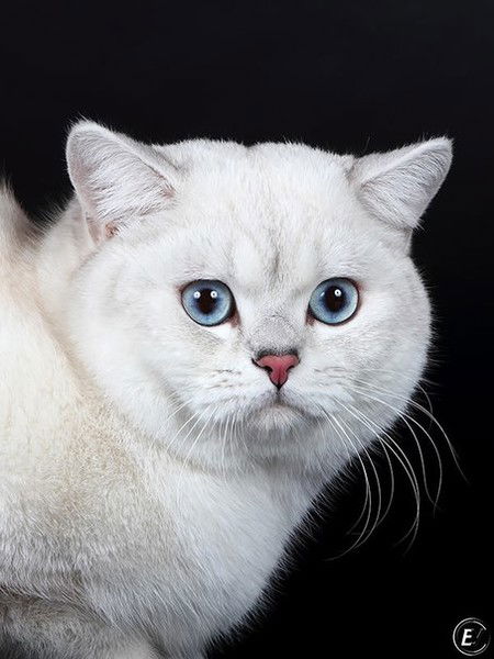 Константин Волконский