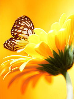 Наталья Дорохина