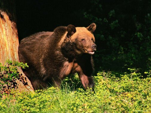 Андрей Баранов