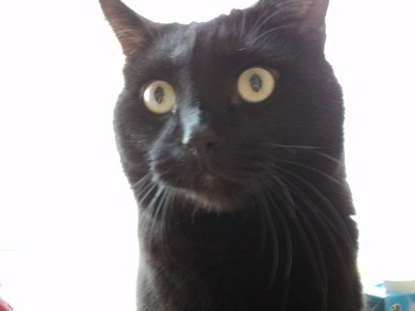 Екатерина Кручинина