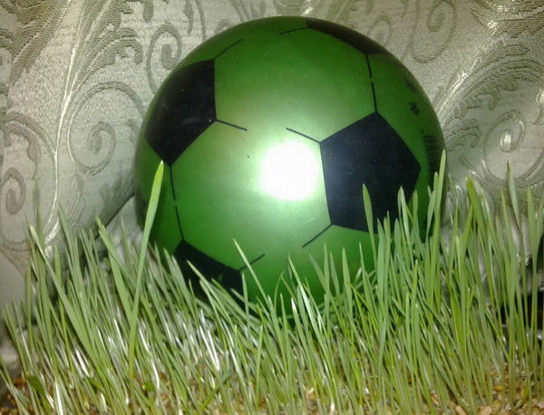 Дюжа Дюжовна