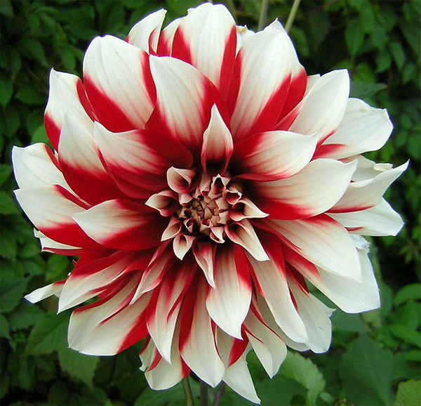 Светлана Мажникова