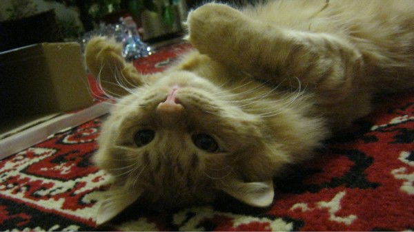 Наталья Дружинина