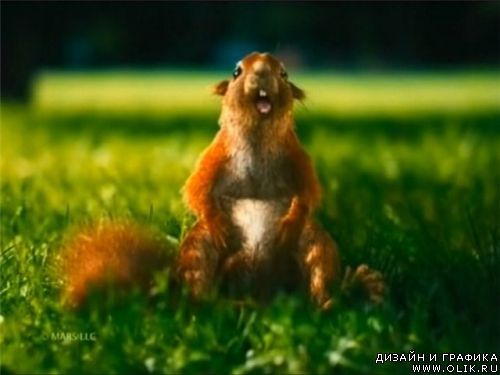 Андрей Кононов