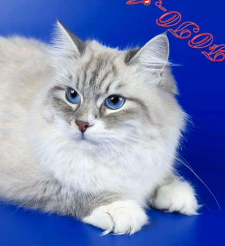 Екатерина Жемчуг Невы