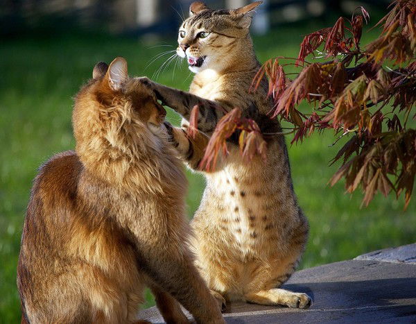 Александр Комочкин