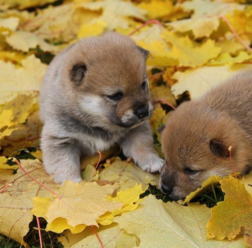 Олег Виноградов