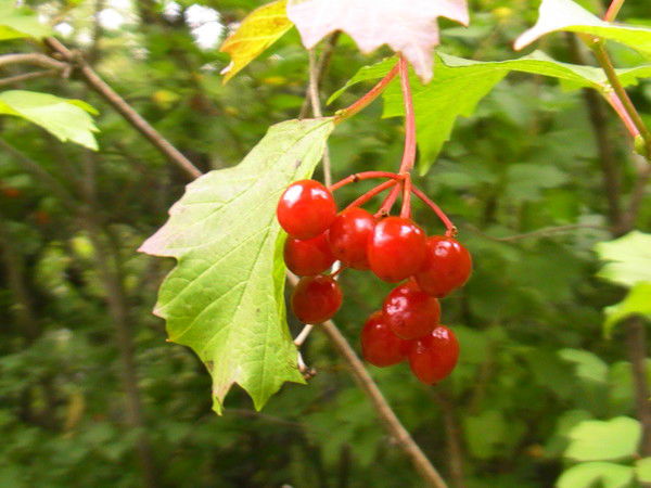 Оля Скворцова