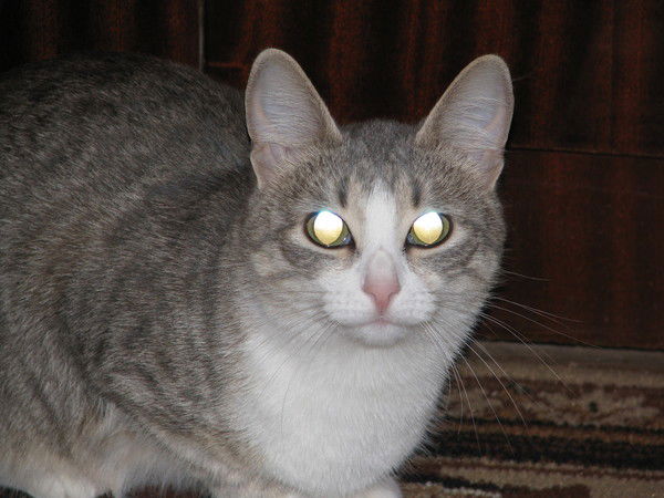 Марина Корнакова