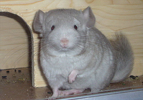 Анна Любарова