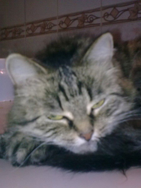 Алексей Котяков