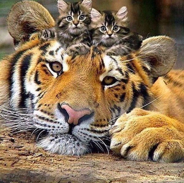 Светлана Березина