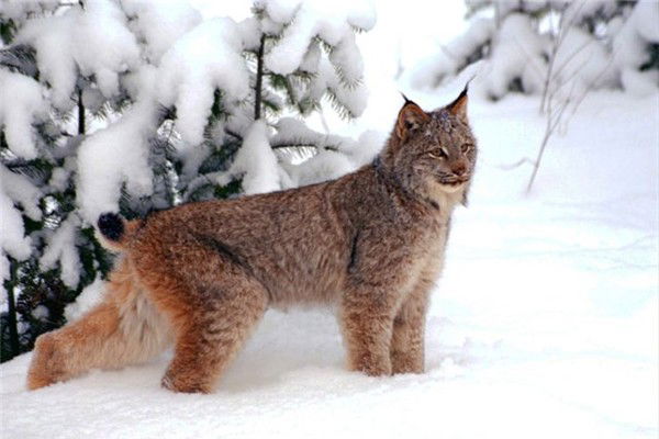 Сергей Горшков